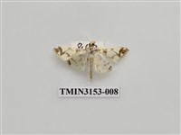 藏品(螟蛾304)的圖片